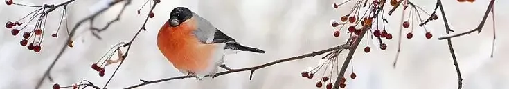 Весна, фото