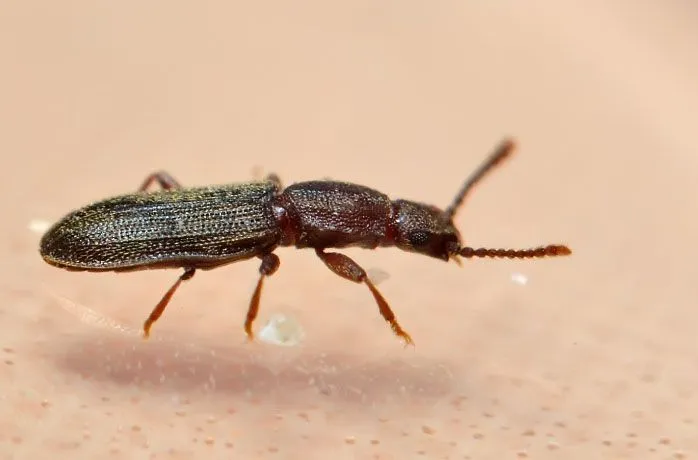 суринамский мукоед суринамский мукоед